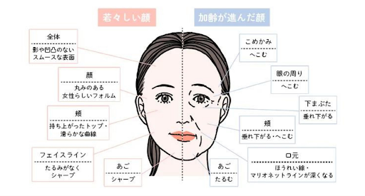 骨が減少するとどうなるのか？